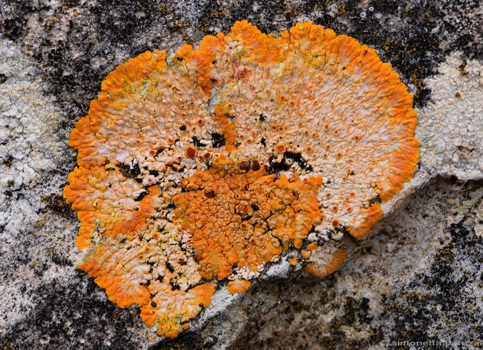 Caloplaca sp. di Celle